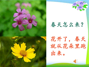 部編版一年級下冊道德與法制6《花兒草兒真美麗》課件（鄭老師公開課）.pptx
