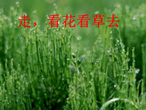 部編版一年級下冊道德與法制6花兒草兒真美麗課件（李老師公開課）.ppt