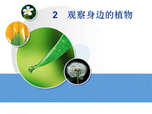 湘科版一年級(jí)下冊(cè)科學(xué)4.2《觀察身邊的植物》公開(kāi)課課件（遼寧市級(jí)優(yōu)課）.ppt
