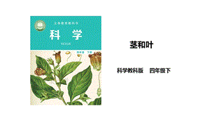 2021新教科版四年級(jí)下冊(cè)科學(xué)1.4莖和葉課件（34張PPT）.ppt