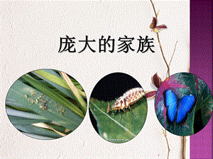 蘇教版四年級(jí)下冊(cè)科學(xué)9.龐大的家族課件.ppt