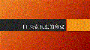 蘇教版四年級下冊科學11.探索昆蟲的奧秘課件.pptx
