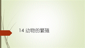 蘇教版四年級下冊科學14動物的繁殖課件.pptx