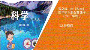 新版青島版（六三制）四年級下冊科學12.種辣椒教學課件.pptx