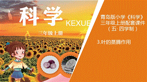 青島版三年級上冊科學3.葉的蒸騰作用教學課件.ppt