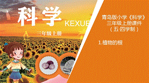 青島版三年級上冊科學(xué)1.植物的根教學(xué)課件.ppt