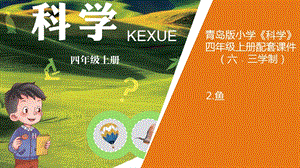 青島版四年級上冊科學2.魚教學課件.pptx