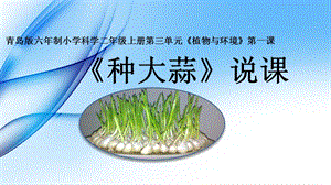 青島版二年級上冊科學9《種大蒜》說課課件.pptx