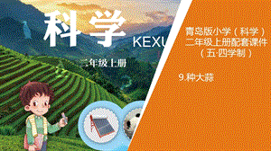 青島版二年級上冊科學9.《種大蒜》教學課件.ppt