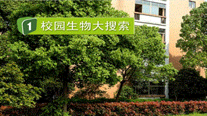 2021新教科版六年級下冊科學教學課件2.1校園生物大搜索.pptx
