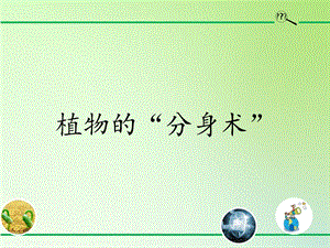 青島版（54制）三年級下冊科學(xué)課件14.植物的“分身術(shù)”.pptx