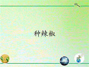 青島版（54制）三年級下冊科學(xué)課件13.種辣椒.pptx