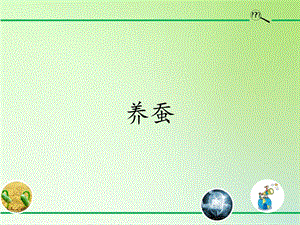 青島版（54制）三年級下冊科學(xué)課件17.養(yǎng)蠶.pptx