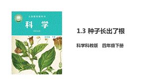 新版教科版四年級(jí)下冊(cè)科學(xué)1.3《種子長(zhǎng)出了根》課件（37張）.pptx