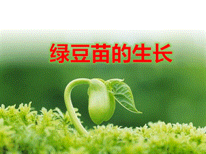 教科版五年級下冊科學課件1.3綠豆苗的生長.pptx