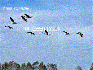 青島版二年級下冊科學青島版二年級下冊科學14.遷徙和冬眠 課件.pptx