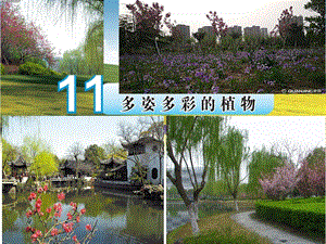 蘇教版一年級下冊科學(xué)11《多姿多彩的植物》課件（遼寧市級優(yōu)課）.pptx