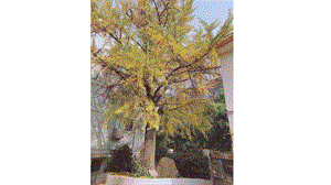 蘇教版三年級下冊數(shù)學(xué)8.4《小數(shù)的初步認識》課件（19張ppt江蘇縣優(yōu)）.pptx