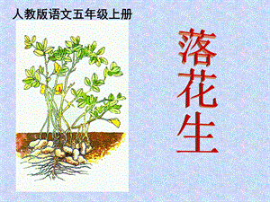 部編版五年級上冊語文2落花生課件（河北省級優課）.ppt