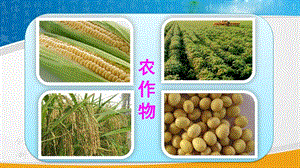 人教版八年級(jí)上冊(cè)地理第4章第2節(jié)農(nóng)業(yè)教學(xué)課件.pptx