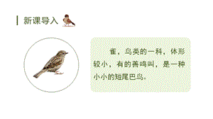 人教部編版三年級上冊語文（教學課件）25.灰雀.pptx