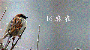 人教部編版四年級(jí)上冊(cè)語文（教學(xué)課件）16.麻雀.pptx