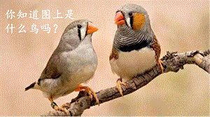 人教部編版五年級上冊語文（上課課件）4.珍珠鳥.pptx