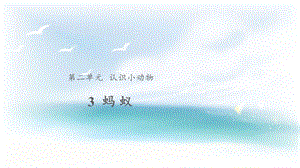 大象版一年級上冊科學2.3【教學課件】《螞蟻》.pptx