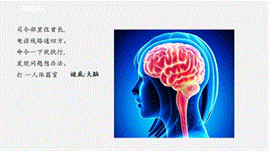 2021新蘇教版五年級上冊科學19我們的大腦課件.ppt