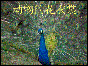 桂美版一年級上冊美術(shù)《動物花衣裳》課件.ppt