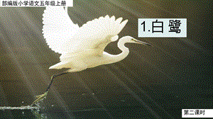 人教部編版五年級上冊1白鷺課件（陳老師公開課）.pptx