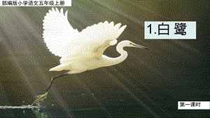 人教部編版五年級上冊1白鷺課件（王老師公開課）.pptx