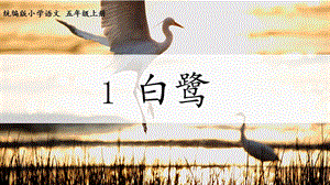 人教部編版五年級上冊1白鷺課件（褚老師公開課）.pptx