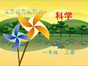 教科版一年級上冊科學1.2.觀察一棵植物 教學課件.ppt