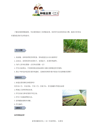 小學(xué)勞動與技術(shù)四年級-種植韭菜（二）（教案）.docx