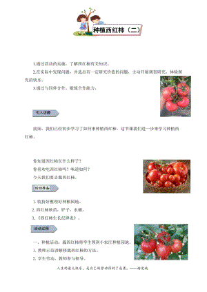 小學(xué)勞動與技術(shù)四年級-種植西紅柿（二）（教案）.docx