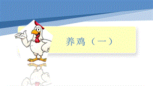 小學(xué)勞動(dòng)與技術(shù)五年級(jí)-13.養(yǎng)雞（一）（課件）.pptx
