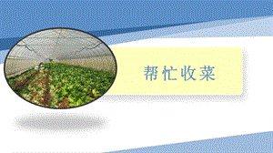 小學(xué)勞動與技術(shù)一年級-1.幫忙收菜（課件）.pptx
