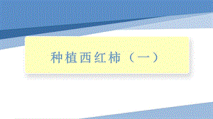 小學勞動與技術四年級-種植西紅柿（一）（課件）.pptx
