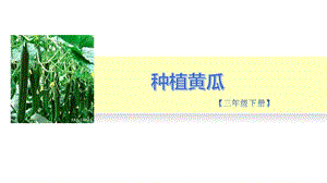小學(xué)勞動與技術(shù)三年級-7.種植黃瓜（一）（課件）.pptx