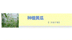 小學(xué)勞動與技術(shù)三年級-9.種植黃瓜（二）（課件）.pptx