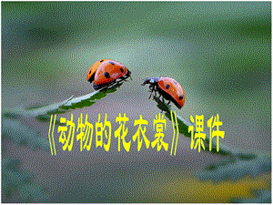 人教版三年級下冊美術《動物的花衣裳》課件1.ppt