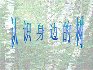 人美版二年級下冊美術認識身邊的樹課件3.ppt