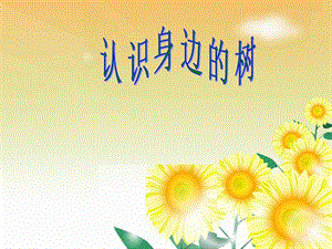 人美版二年級下冊美術認識身邊的樹課件1.ppt