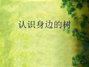 人美版二年級下冊美術(shù)《認識身邊的樹》課件2.ppt