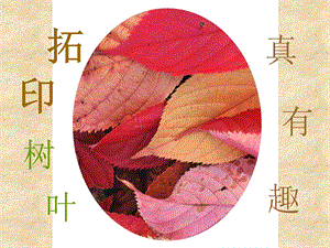 人美版三年級上冊美術《拓印樹葉真有趣》課件.ppt