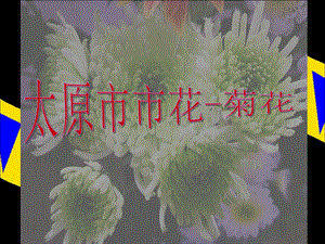 人美版三年級下冊美術太原市市花-菊花課件.ppt