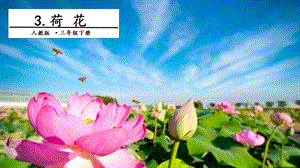 人教部編版三年級下冊語文3荷花.第一課時課件.pptx