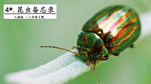 人教部編版三年級下冊語文4昆蟲備忘錄.第一課時課件.pptx