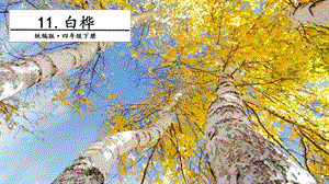 人教部編版四年級下冊語文11白樺.第二課時課件.pptx